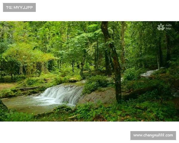 荧光森林为何成为冥想者理想的心灵圣地与宁静避风港